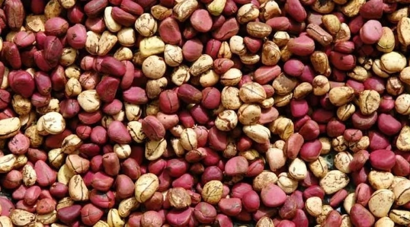 African Fresh Kola Nut 8oz (0.5LB)