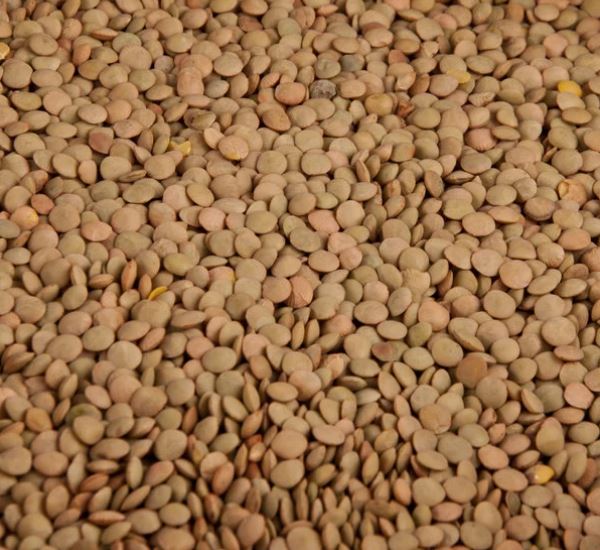 Dry Light Lentil Beans 2LB