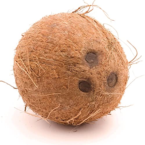 Fresh Shell Dry Coconut (Pack of 3)