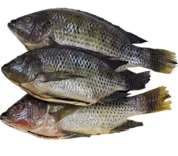 Whole Tilapia Fish (Pack of 3)