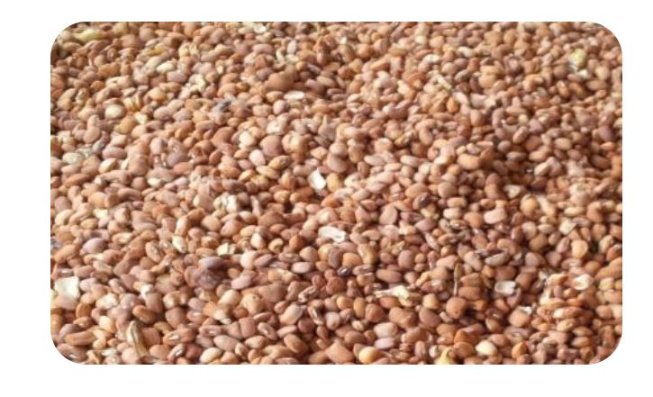 African Honey Beans Oloyin 20LB